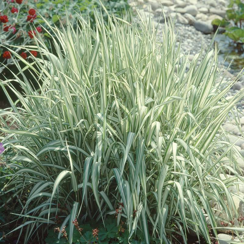 phalaris-arundinacea-543455