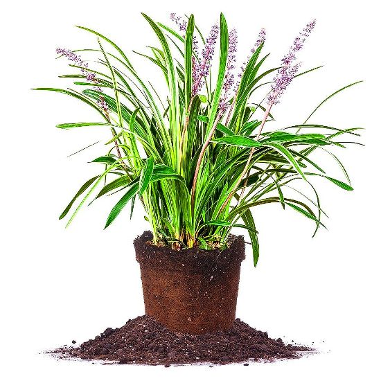 Variegated-Liriope (1)
