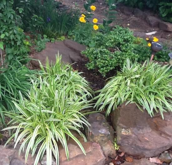 Variegated-Liriope (2)
