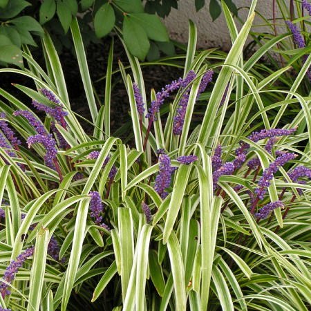 Variegated-Liriope