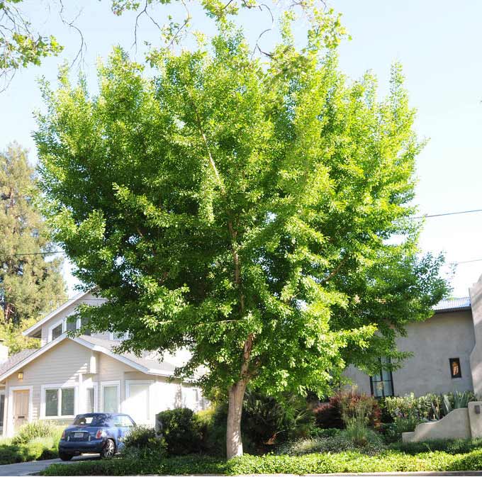 Ginkgo_biloba_03