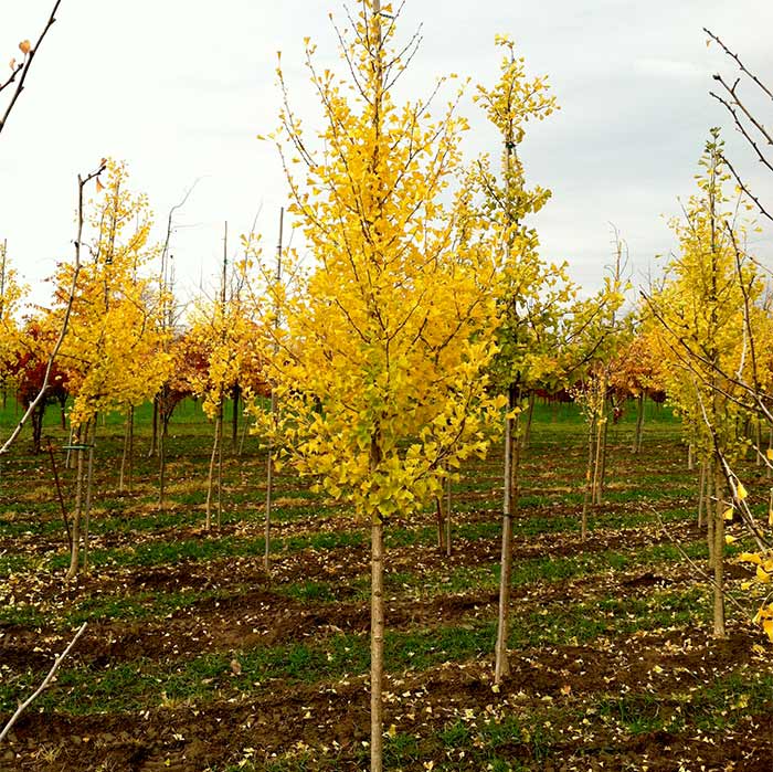 Ginkgo_biloba_04