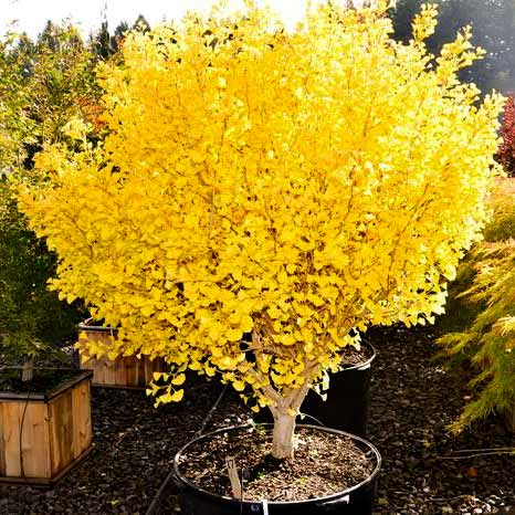 Ginkgo_biloba_05