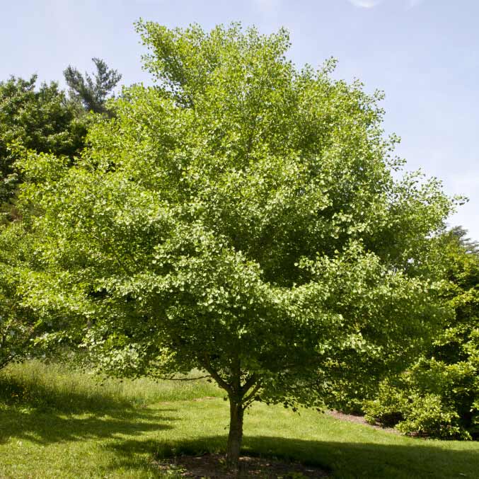 Ginkgo_biloba_06