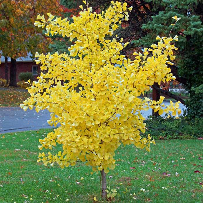 Ginkgo_biloba_07