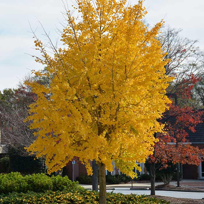Ginkgo_biloba_08