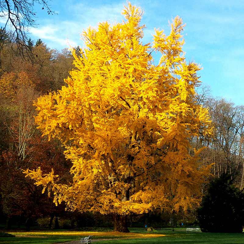 Ginkgo_biloba_09