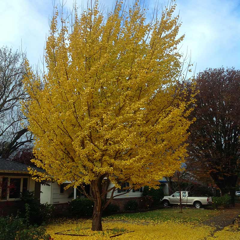 Ginkgo_biloba_10