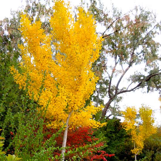 Ginkgo_biloba_11
