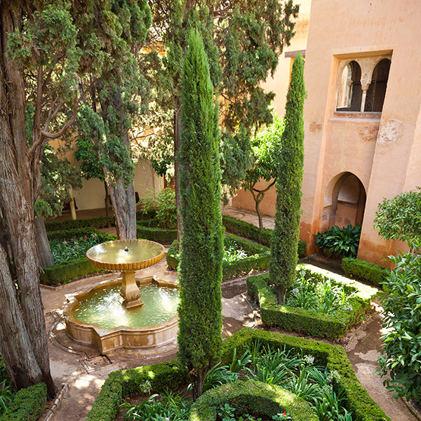 italian-cypress-trees02