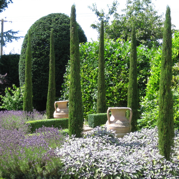 italian-cypress-trees03