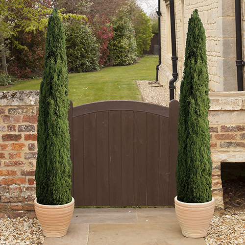 italian-cypress-trees04