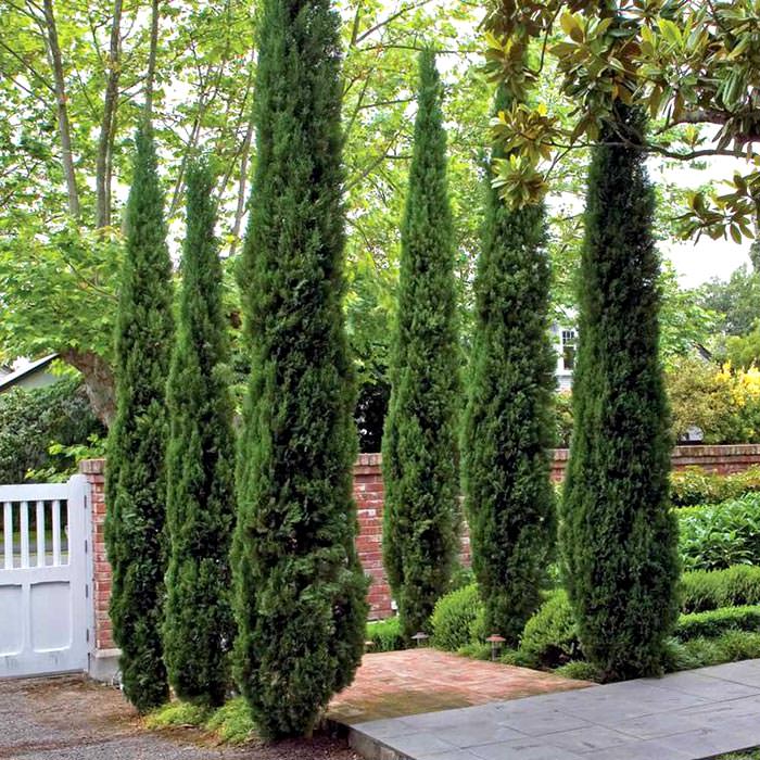 italian-cypress-trees05