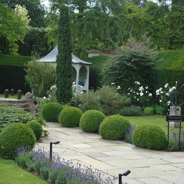 italian-cypress-trees09