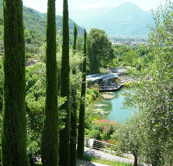 italian-cypress-trees10
