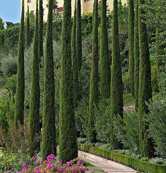 italian-cypress-trees11