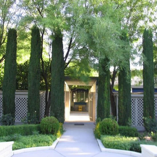 italian-cypress-trees12