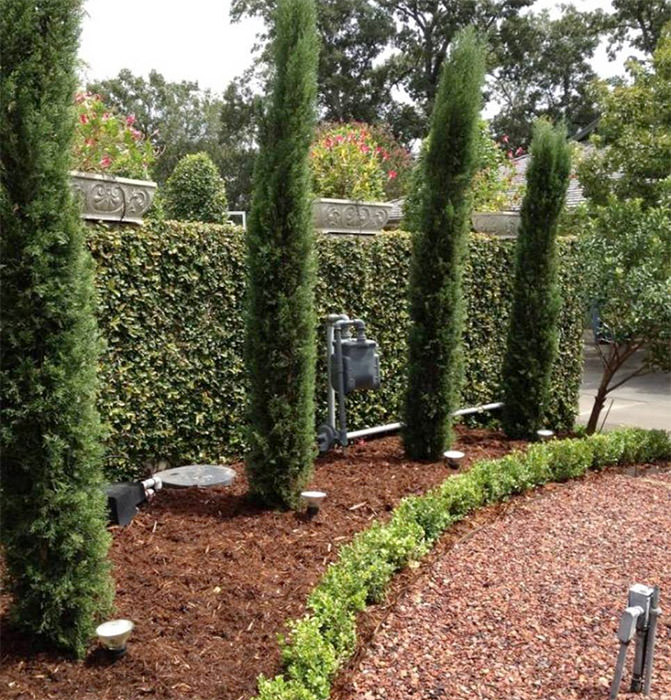 italian-cypress-trees13