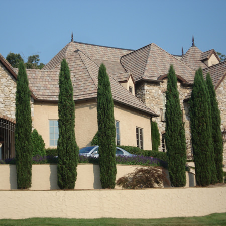 italian-cypress-trees14