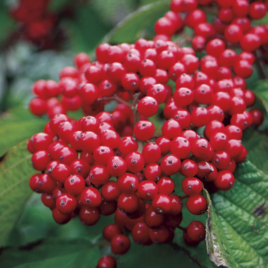 Viburnum-opulus03