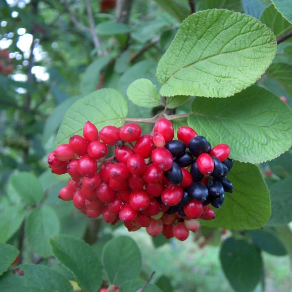 Viburnum-opulus04