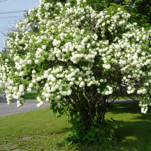 Viburnum-opulus05