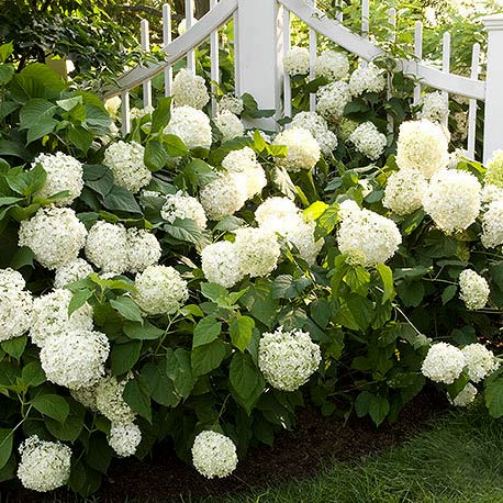 Viburnum-opulus11