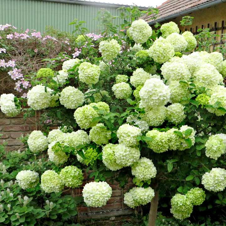 Viburnum-opulus12
