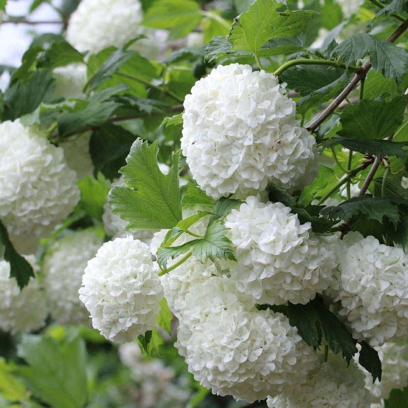 Viburnum-opulus13