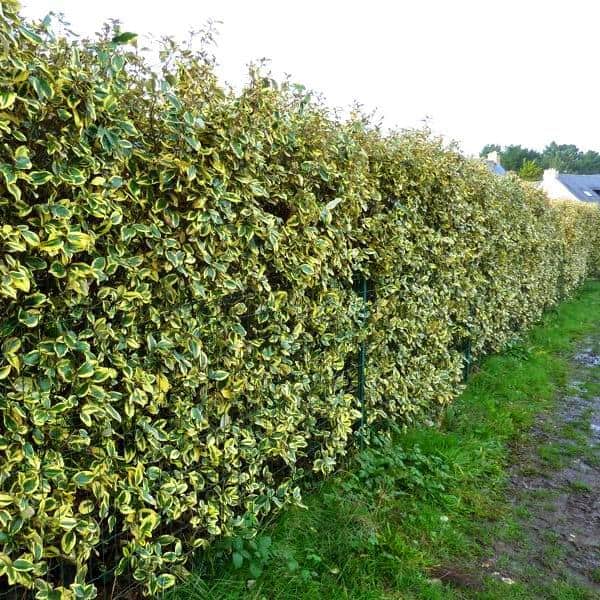 Elaeagnus_ebbingei_Limelight-3-min