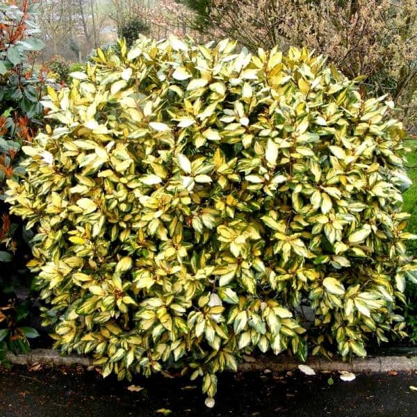 Elaeagnus_ebbingei_Limelight_ELEELEA-min