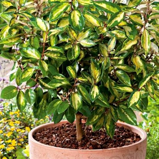 Elaeagnus_ebbingei_Limelight_min