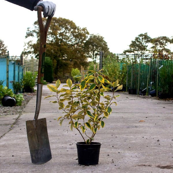 Oleaster-Gilt-Edge-(Elaeagnus-x-ebbingei-Gilt-Edge)-Pot-Grown-20-40-2L-min