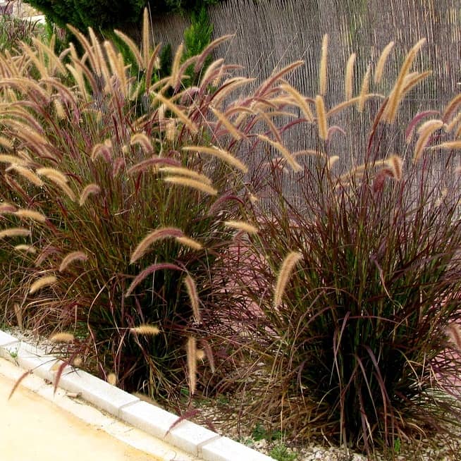 Pennisetum-purpureum-min