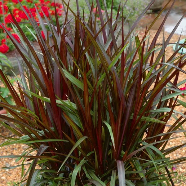 Pennisetum-purpureum_5018_18-min
