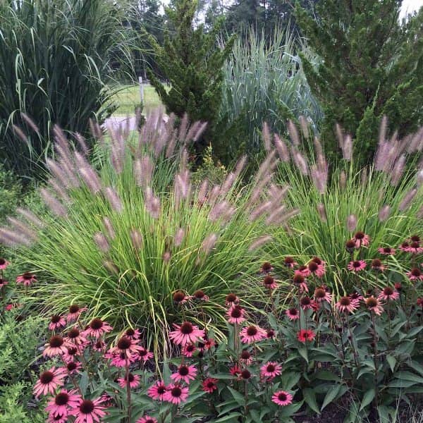 Pennisetum_Red_Head_02-min
