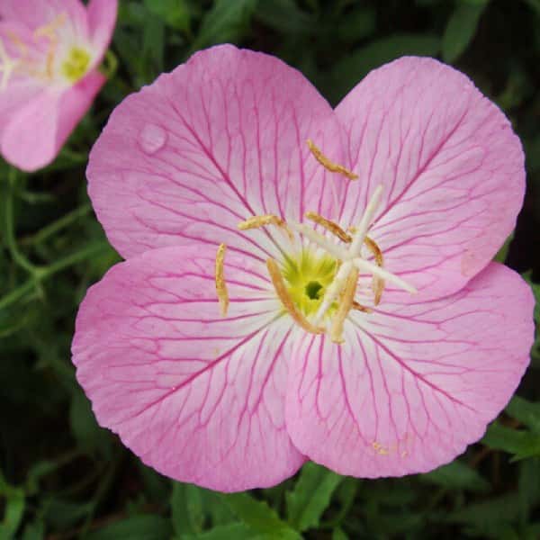 Pink-Evening-Primrose-Oenothera-OdorataFlowerSeeds-SKU151020-3-800x800-min