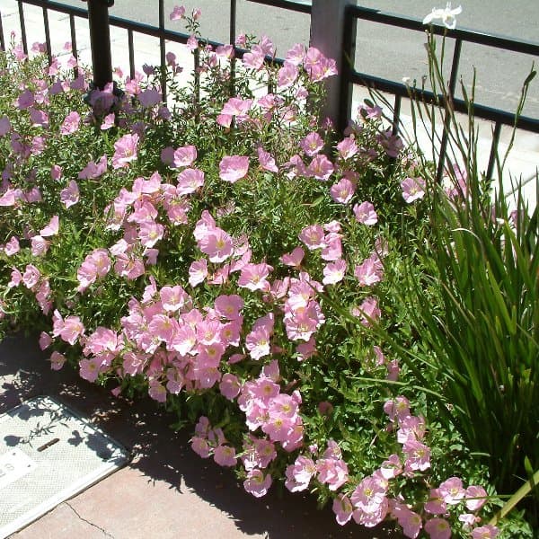 Pink-evening-primrose-Oenothera-24440f-min