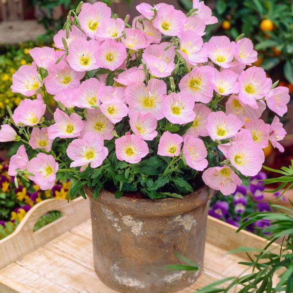 Pink-evening-primrose-Oenothera-71927-02-BAKI_20190430091934