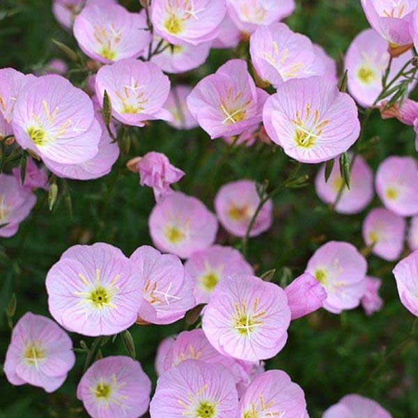 Pink_Evening_Primrose-Oenothera_speciosa-718-767