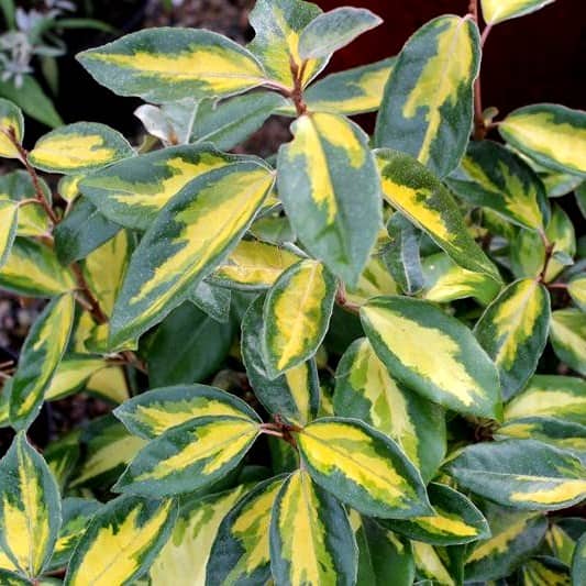 elaeagnus_x_ebbingei_limelight_resized-min