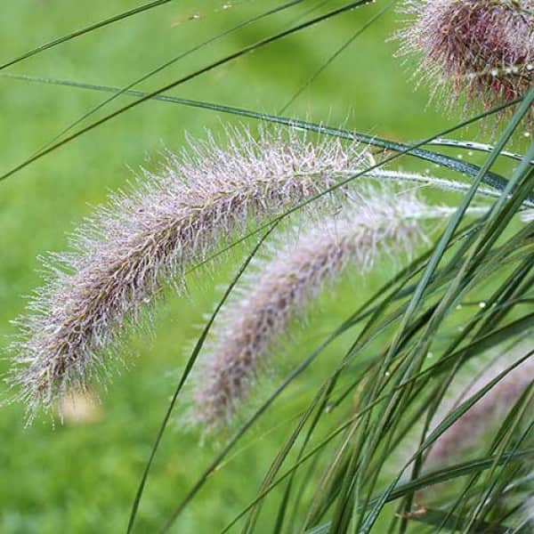 pennisetum-alopecuroides-min
