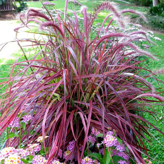 pennisetum_fireworks-xlg-main-min