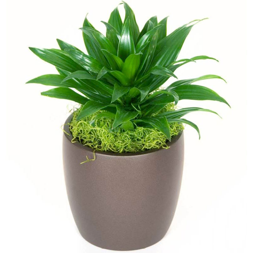 دراسنا کامپکت – Dracaena Compacta