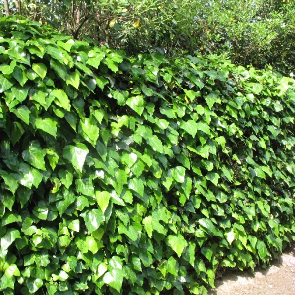 english_ivy02