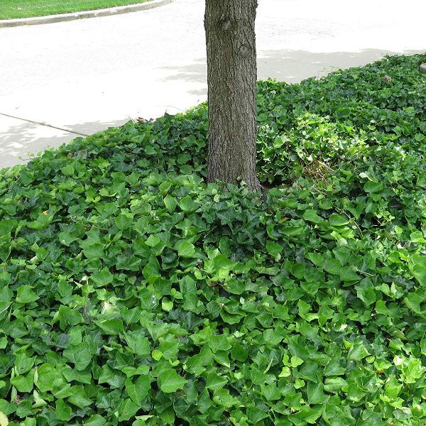 english_ivy03
