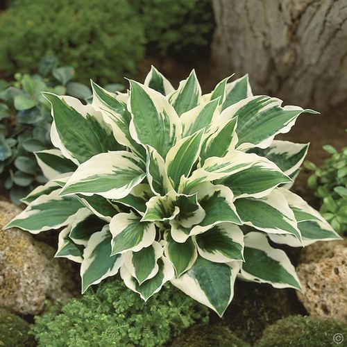 hosta01