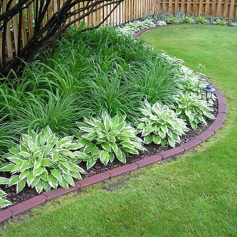hosta02