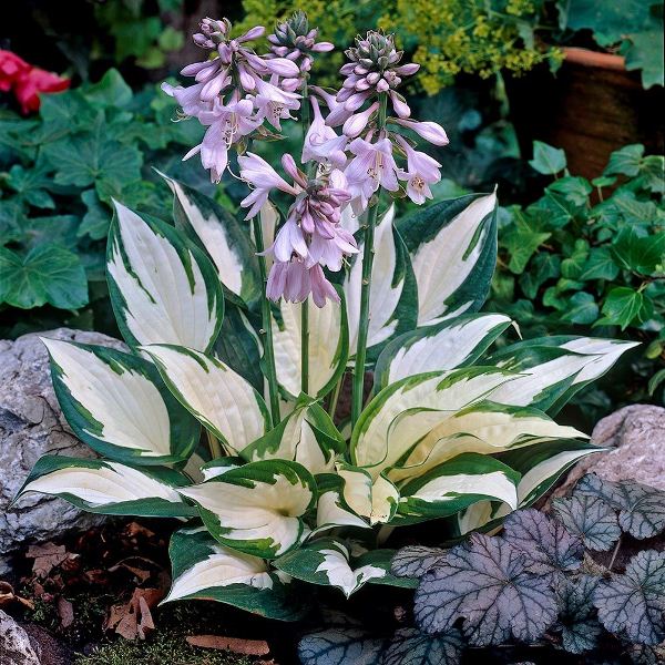 hosta04