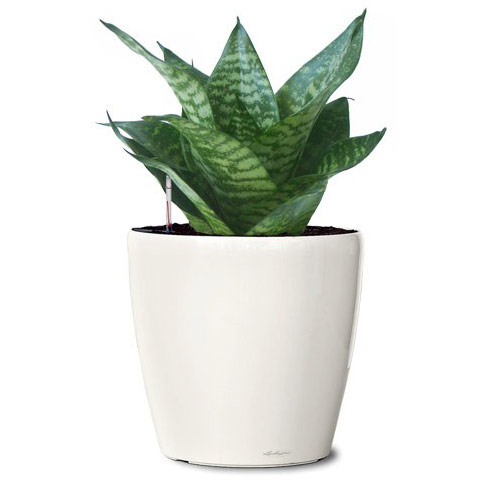 سنسوریا پاکوتاه – Sansevieria Hahnii